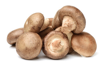 Shiitake mushroom on the White background 