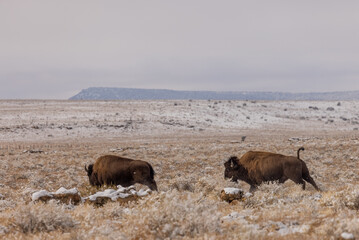 Bison bulls in Winter in Northern Arizona