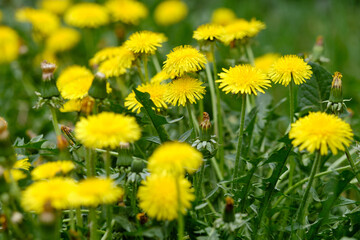 Beautiful blooming yellow dandelion flowers on a springtime meadow in April in Germany