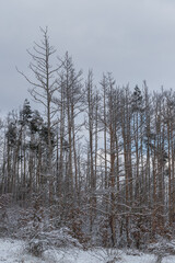 Dry tall trees infested with pests. There is snow on the trees.
