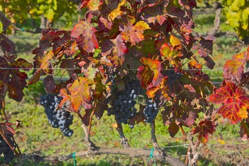 Grapevine in Tuscany, autumn colours 