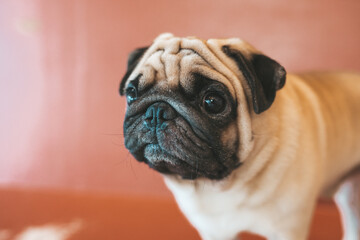 pug dog sitting on a chair in dog cafe in Thailand