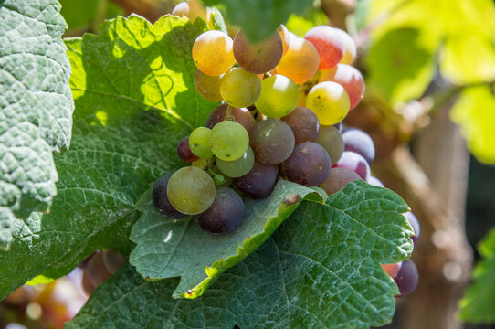 Detalle de un racimo de uvas en un parral del norte de la isla de Tenerife en Canarias