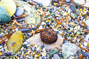 Dry urchin on the beach, pebbles