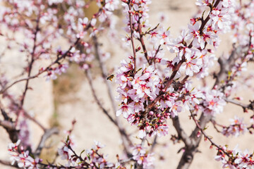 A bee flying near from a flower