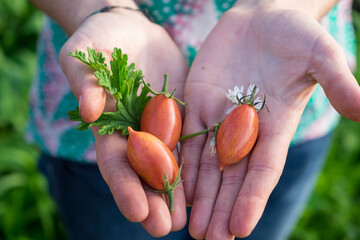 Tomates en las manos de una agricultora de Tenerife, Canarias