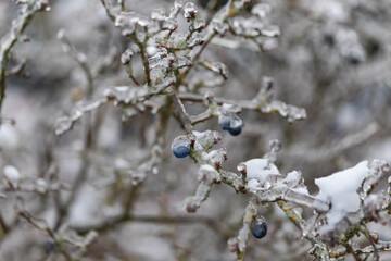 The blue berries on the bush are covered with ice and there is snow on them.