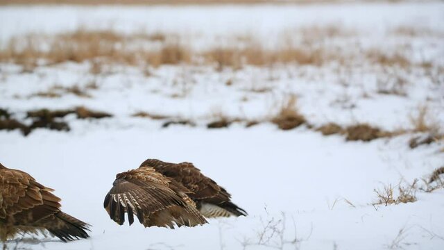 Common buzzards fighting on the snow