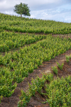 Campos de cultivo con parras de vid en el norte de Tenerife en las islas Canarias