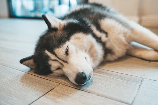 Siberain huskey in Chiang Mai cafe Thailand