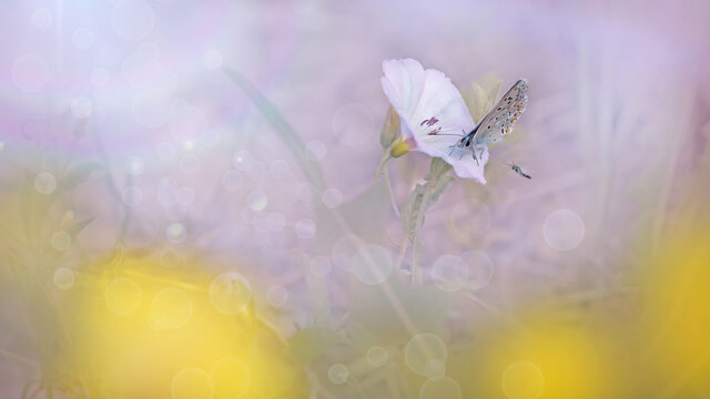 Subtle summer background. Common blue butterfly on a wild loach flower in the morning haze at sunrise in a blurry environment of dandelion flowers. Elegant artistic image of nature. 