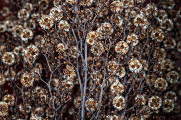 Close-up of dried beige-brown grass plant