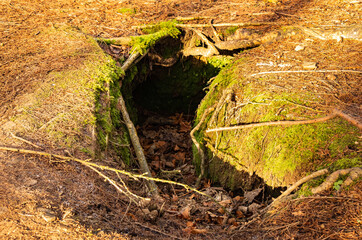 Close up of the entrance to an animal den or sett in the ground of a woodland