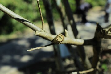 Tallo de arbol muerto