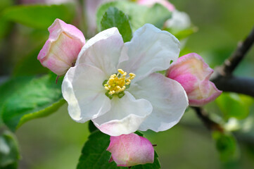 Blooming apple tree in spring time.
