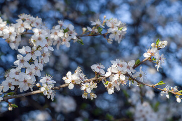 Spring flowers on the blue sky. Blooming cherry plum - obrazy, fototapety, plakaty