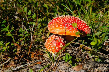 Fly Agaric in grass on a forest.