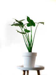 Home Plant with beautiful green leafs