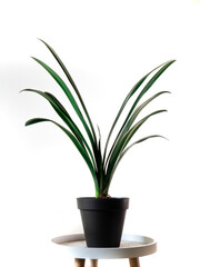 Home Plant with beautiful green leafs