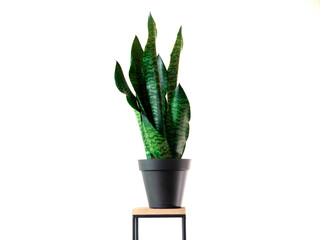 Home Plant with beautiful green leafs