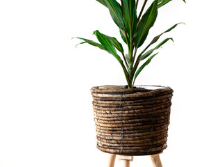 Home Plant with green leafs