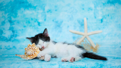 The kitten sleeps in an embrace with a shell and a starfish on a blue background. Resort vacation concept. Dream and places about vacation at the seaside.