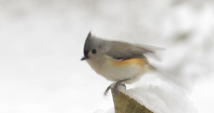 Tufted titmouse flying off and landing in snow