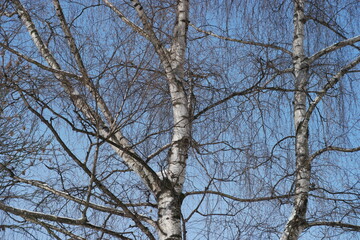 tree branches against blue sky