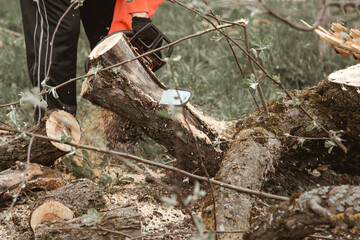  A man cuts a tree with a chainsaw. Pruning trees.