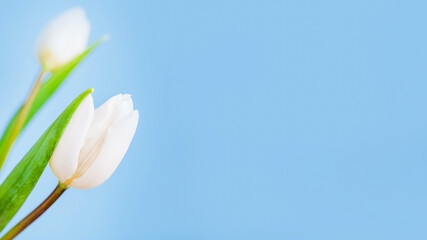 Spring white tulip on a light blue background, panorama