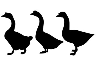 Farm geese in the set. Vector image.