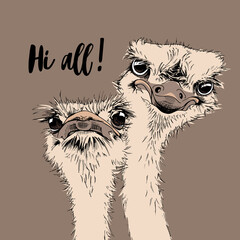 Portrait of a two Funny Ostriches Friends.  Hi all - lettering quote. Humor card, t-shirt composition, hand drawn style print. Vector illustration.
