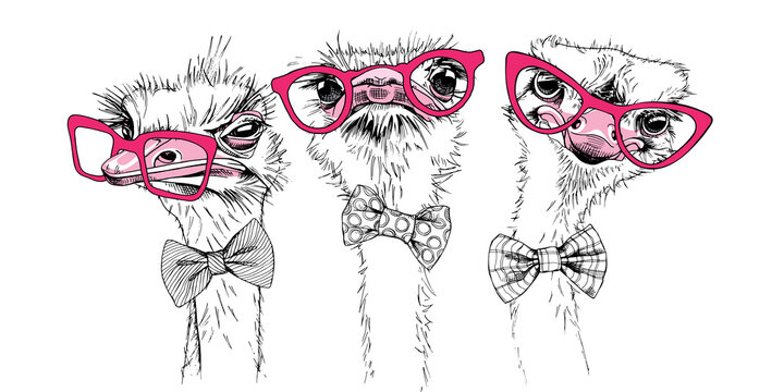 Portrait of a three Funny Ostriches Friends in a pink glasses and in a bow tie. Humor card, t-shirt composition, hand drawn style print. Vector illustration.