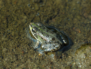 green little frog in natural condition near river coast