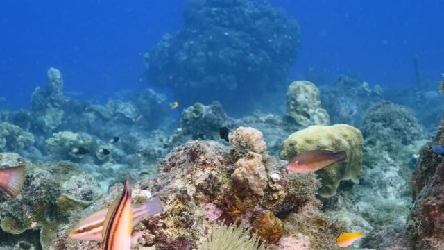 Seascape with juvenile Parrotfish in coral reef of Caribbean Sea, Curacao