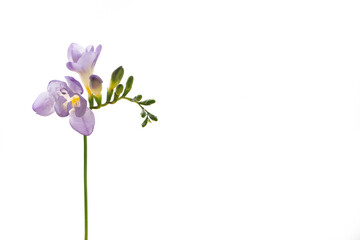 Obraz na płótnie Canvas Lilac Fresia flower isolated on white background.