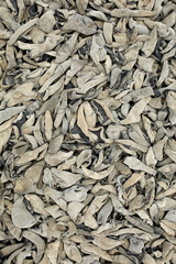 black fungus background 