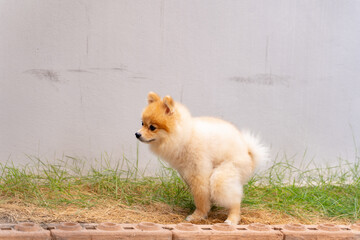 Cute small Pomeranian dog pooping out of prepared area. dog terrier shitting on park with the grass...