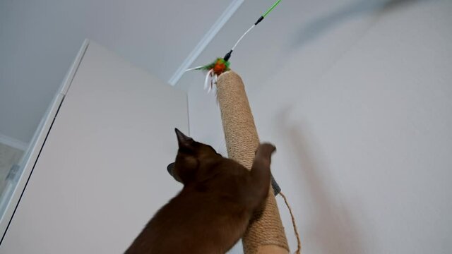 Clever domestic cat. Pedigree pet climbing indoors to catch a toy. Brown purebred kitten at home. Adorable burmese cat.