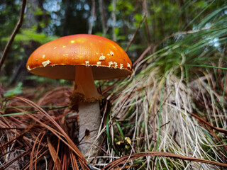 red mushroom in the forest, Amanita muscaria
