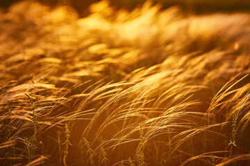 Close up silhouette tropical grass flower or setaceum pennisetum fountain grass on sunset