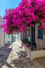 Traditional alley with whitewashed houses and a full blooming bougainvillea in Prodromos Paros island