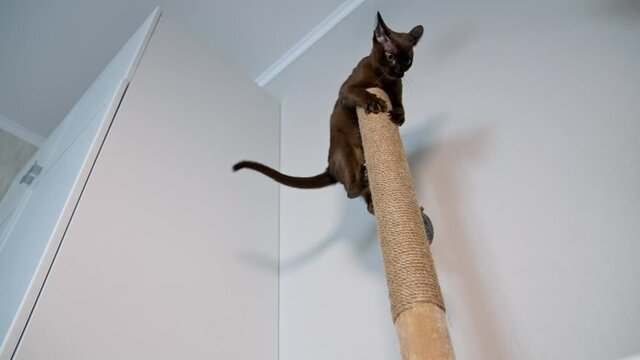 Funny brown kitten at home. Clever burmese cat jumping high on a carton stick indoors. Purebred animal playing.