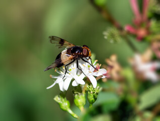 Macro of a pellucid fly