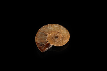 Ammonite fossil embedded on black glass background.