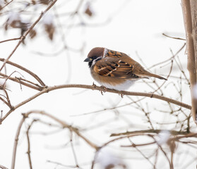 Sparrow sitting on a snow covered tree