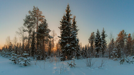 Fototapeta premium sunset in the forest