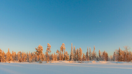 trees in the snow