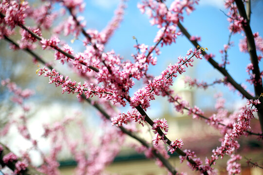 Blossoming pink tree Spring in New York City
