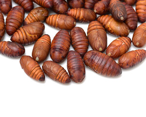 chrysalis silkworm ,silk worm cocoon on white background 